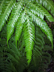 Pteris incompleta