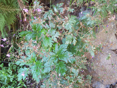 Geranium palmatum