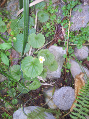 Sibthorpia peregrina