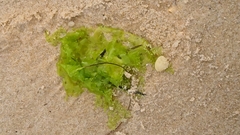 Ulvaceae