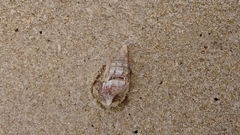 Buccinidae