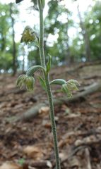 Epipactis microphylla