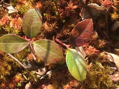 Gaultheria procumbens image