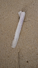 Ensis