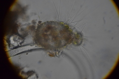 Physochila