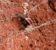 Anochrostomus formosus