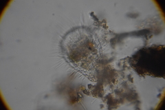 Euglypha