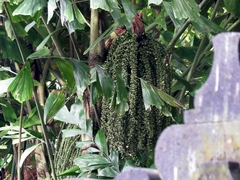 Caryota