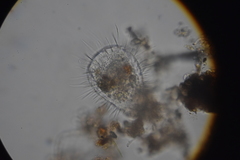 Euglypha