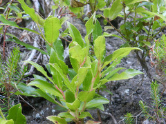 Clethra arborea