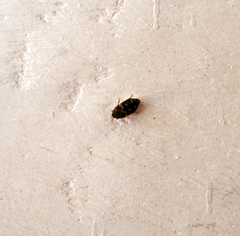 Trogoderma variabile