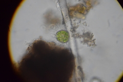 Heliozoa