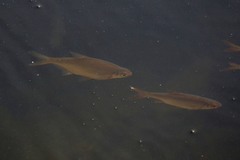 Blicca bjoerkna