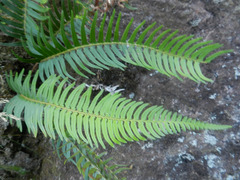 Polystichum falcinellum