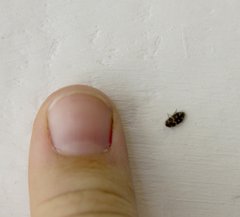 Trogoderma variabile