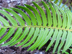 Polystichum falcinellum