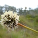 Button Grass - Photo (c) John Tann, some rights reserved (CC BY)