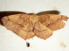 Antepione thisoaria