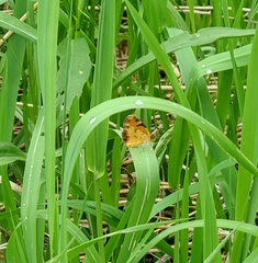 Phyciodes tharos image