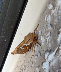 Korscheltellus lupulina