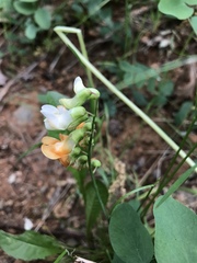 Lathyrus sulphureus