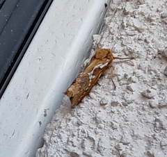 Korscheltellus lupulina