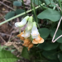Lathyrus sulphureus