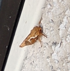 Korscheltellus lupulina