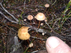 Laccaria masoniae
