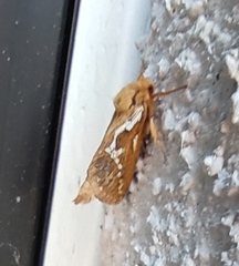 Korscheltellus lupulina