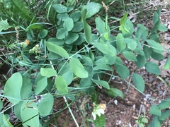 Lathyrus sulphureus