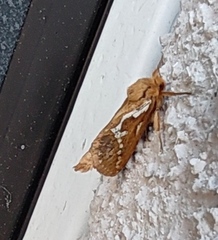 Korscheltellus lupulina