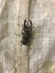 Lucanus cervus turcicus