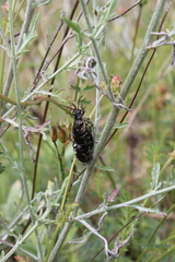 Arima marginata