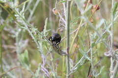 Arima marginata
