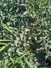 Carduus nutans leiophyllus