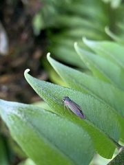 Macugonalia cavifrons