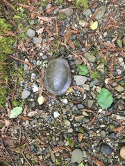 Actinemys marmorata marmorata