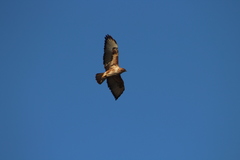 Buteo trizonatus