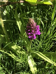 Dactylorhiza praetermissa