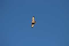 Buteo trizonatus