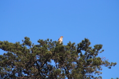 Buteo trizonatus
