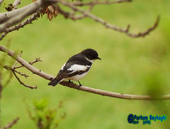 Ficedula semitorquata