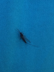 Leptophlebia