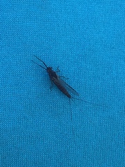 Leptophlebia