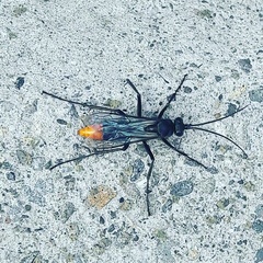 Tachypompilus analis