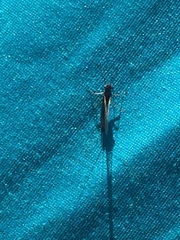 Leptophlebia