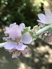 Malacothamnus arcuatus