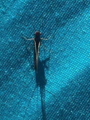 Leptophlebia