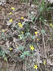 Ranunculus occidentalis